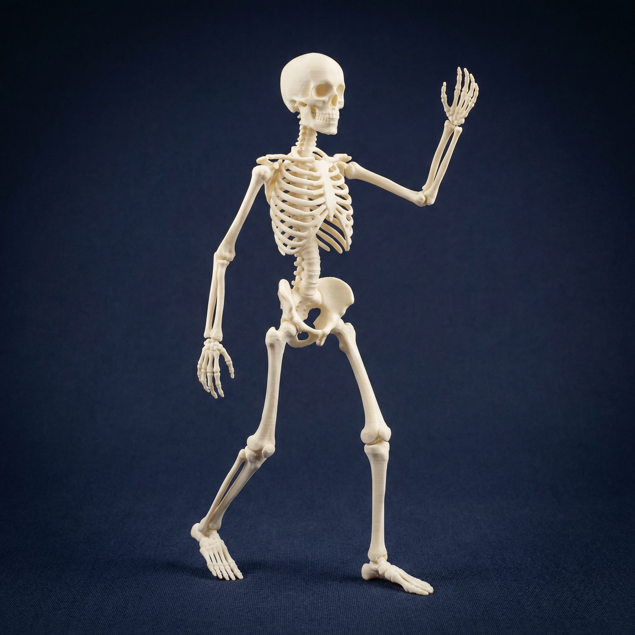 Esqueleto Humano Articulado
